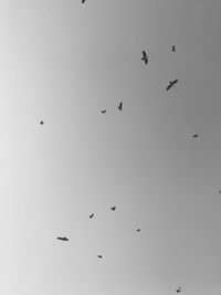 Low angle view of birds flying in the sky