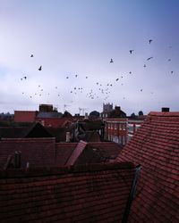 Birds flying over houses against sky