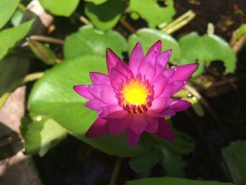 Close-up of pink water lily blooming outdoors