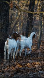 Goats walking on field in forest