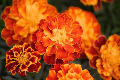 Close-up of orange marigold flowers