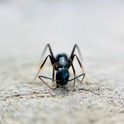 Close-up of insect on sand