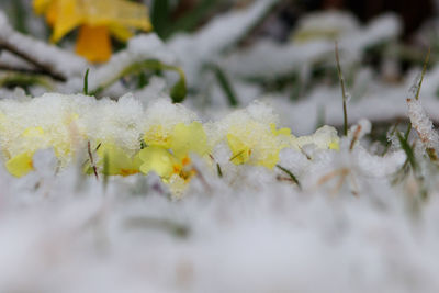 Close-up of frozen plant during winter