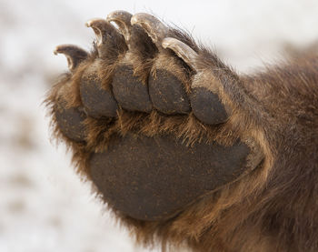 Brown bear paw isolated on white background