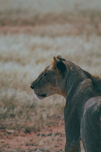 Side view of a cat looking away