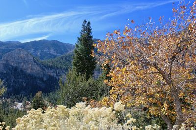 Trees on landscape against mountain range