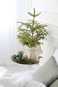 Potted plant on table at home