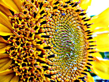 Close-up of sunflower