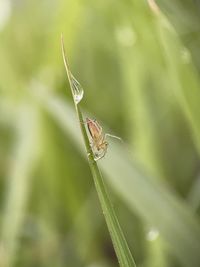 A spider on a blade of grass with the morning dews