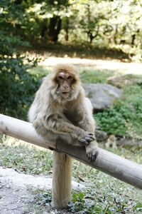 Portrait of monkey sitting on tree