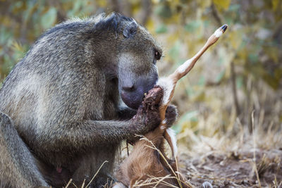 Close-up of a monkey