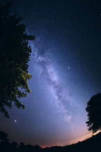 Low angle view of trees against sky at night