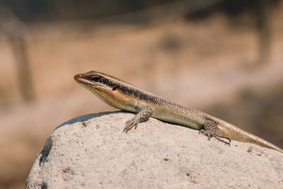 Close-up of lizard on rock