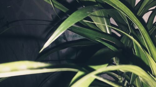 Close-up of green leaves