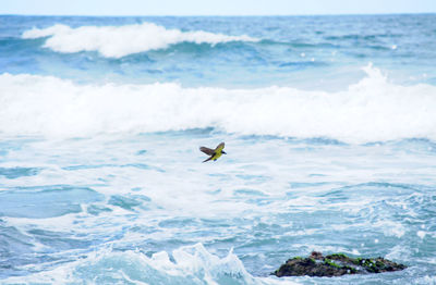 Seagull flying over sea