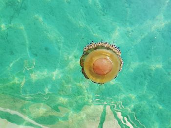 High angle view of a turtle in swimming pool