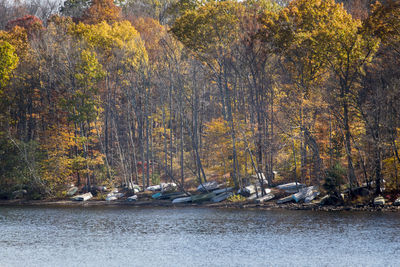 River amidst trees in forest during autumn