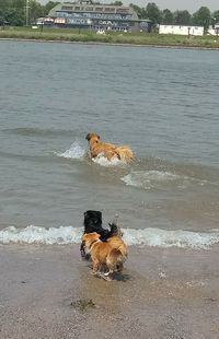 Dog on beach