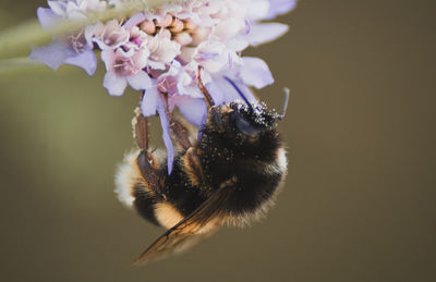 Close-up of bumblebee pollinating on flower