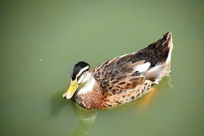 High angle view of duck swimming on lake