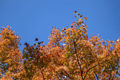 Orange maple leaves against blue sky. landscape orientation.