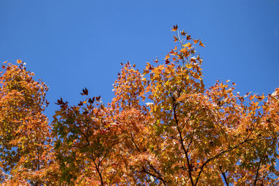 Low angle view of flowering plant against blue sky