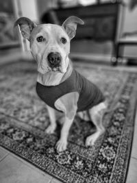 pet