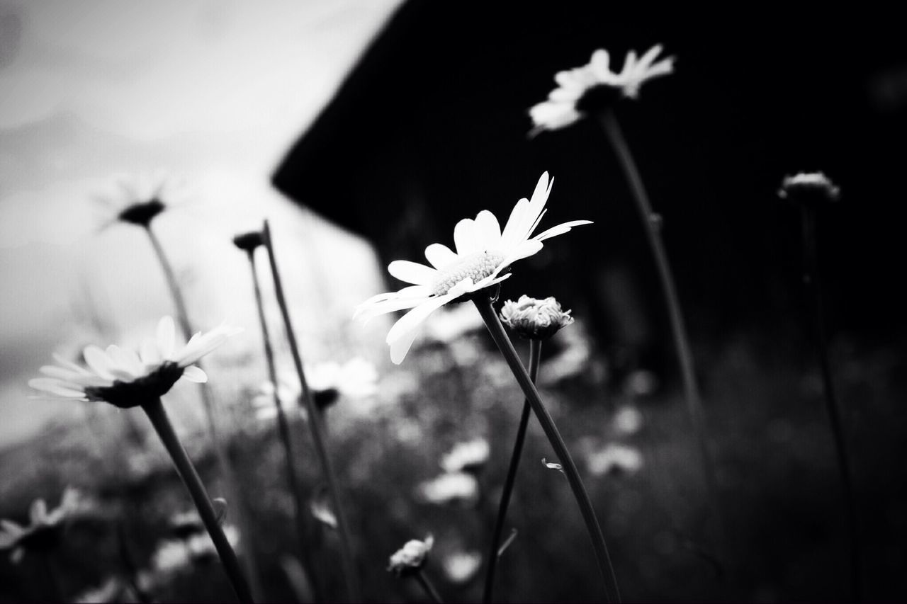 flower, fragility, freshness, growth, stem, plant, beauty in nature, flower head, focus on foreground, nature, field, close-up, petal, blooming, in bloom, selective focus, wildflower, dandelion, blossom, botany