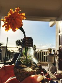 Close-up of rose flower in glass vase