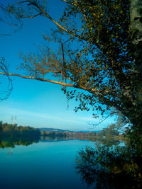 Close-up of tree against blue sky