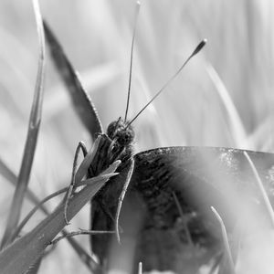 Close-up of butterfly on leaf