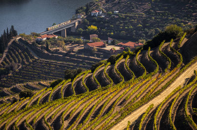 The beautiful endless lines of douro valley vineyards, in sao joao da pesqueira.