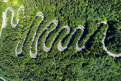 High angle view of fresh green plants in moss