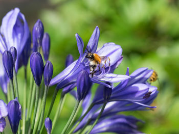 Close-up of bee on purple flower