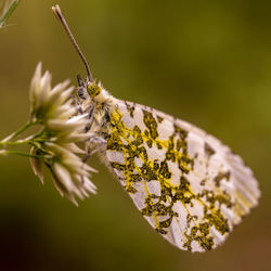 Close-up of butterfly pollinating on flower