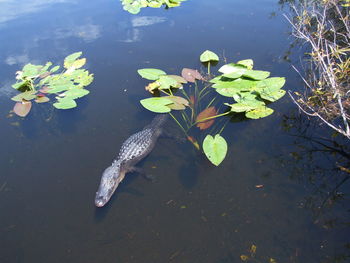 High angle view of leaves floating on water