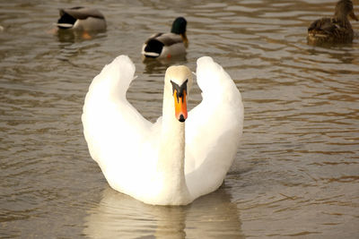 Close-up of swans on water