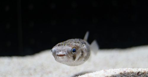 Close-up of fish swimming in aquarium