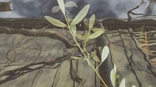 Plants growing on a tree