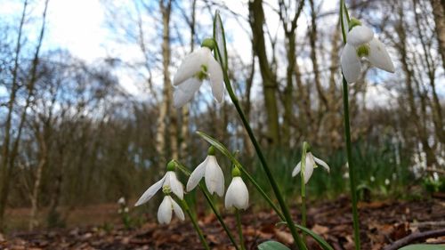 Close-up of white flowers