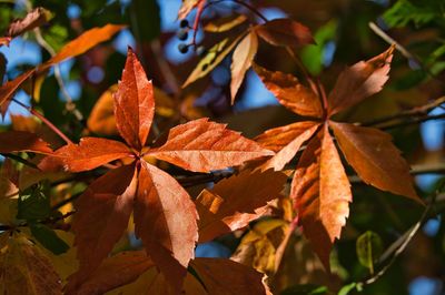 Close-up of autumnal leaves