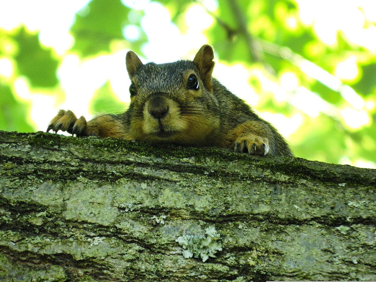 CLOSE-UP OF SQUIRREL ON ROCK