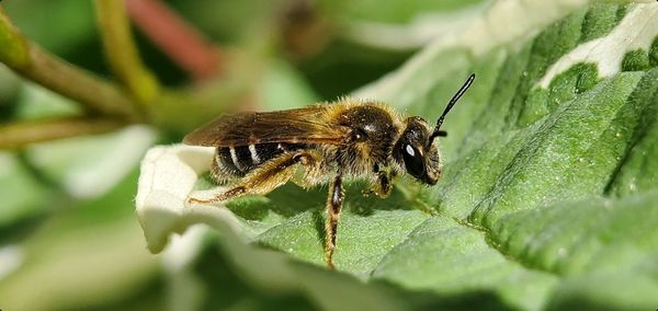 Close-up of bee pollinating