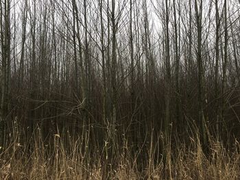 Bare trees on field in forest