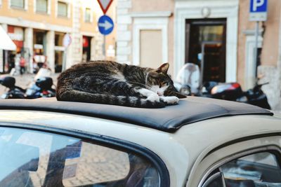 Close-up of cat sleeping on car