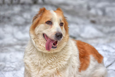 Close-up portrait of a dog