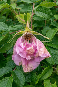 Close-up of pink flower on plant