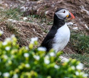 Close-up of a bird on field