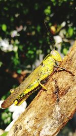 Close-up of insect on branch