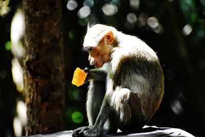 Monkey sitting on a tree